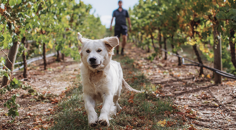 Wicks winemaker, vineyard and dog
